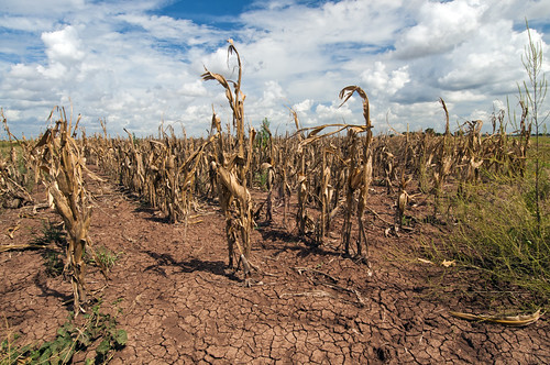 Drought consequences in Texas, August 2013