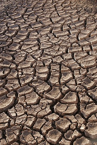 Drought consequences in the Sonoran desert, northwestern Mexico