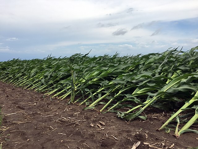 Crops damaged by strong winds