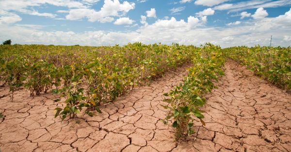 Drought impact on agriculture: soy beans