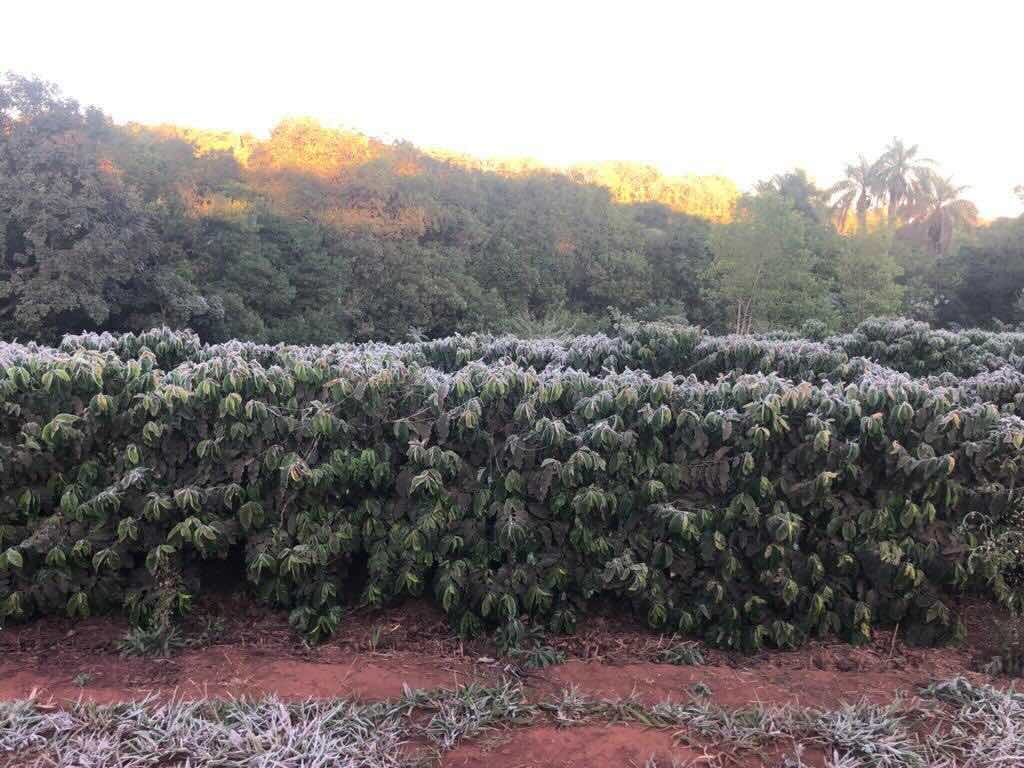 2021 Brazil frost: damaged coffee plants