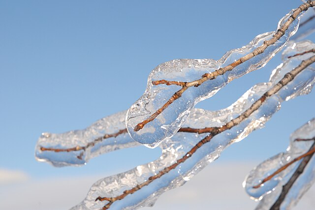 Glaze from freezing rain on a tree in Quebec, Canada