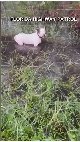 Florida Highway Patrol rescued a dog hours before the Hurricane Milton landfall