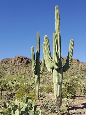 Saguaro cactus, one of the most weather-resistant plants