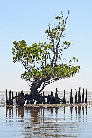 Weather-resistant species: Mangrove tree in Indonesia