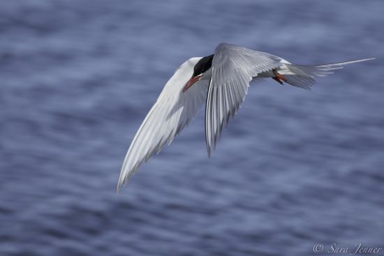 Weather-resilient species: Arctic tern