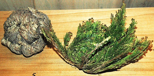 Resurrection plant in dry and hydrated states