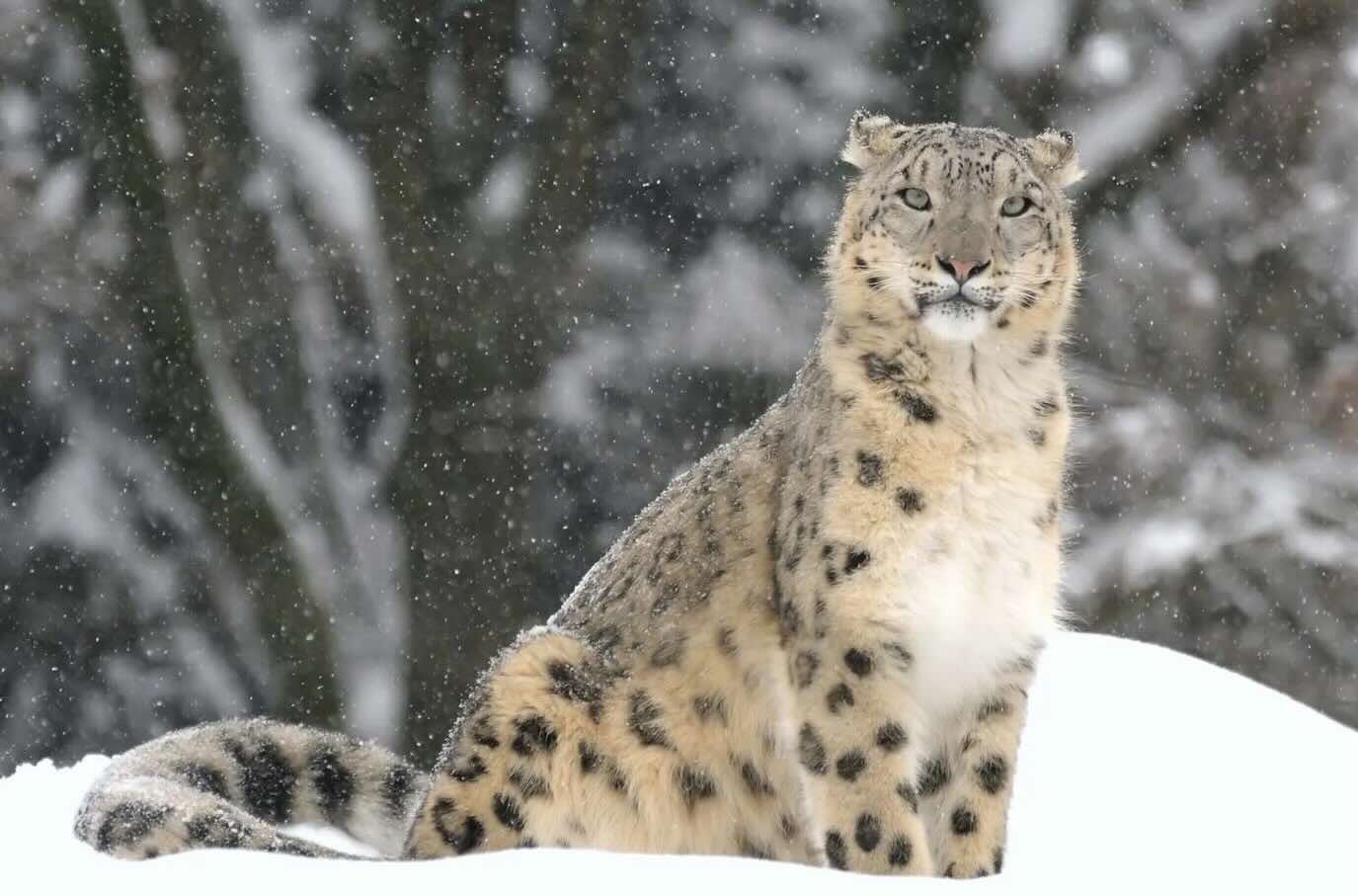 Snow leopard, one of the most weather-resistant species in the world