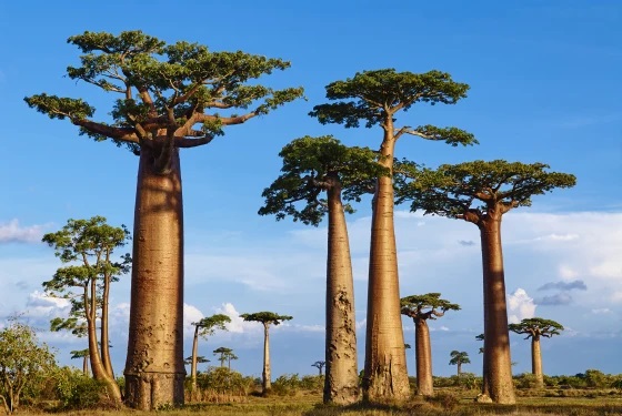 Baobab, one of the most weather-resilient species in the world