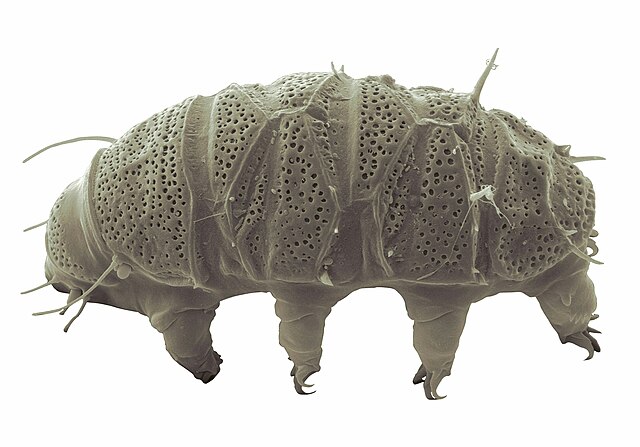 Tardigrade