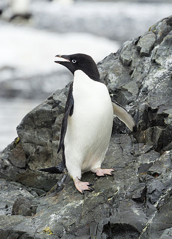 Adélie Penguin