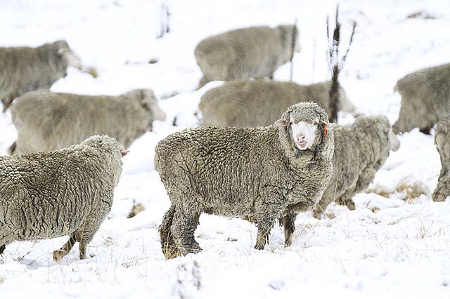 Merino wool is perfect as a base layer when dressing for unpredictable weather