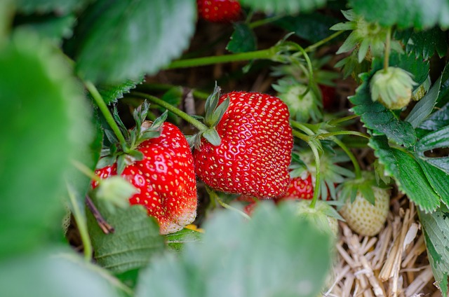 Weather impact on strawberries: more sunlight leads to better taste