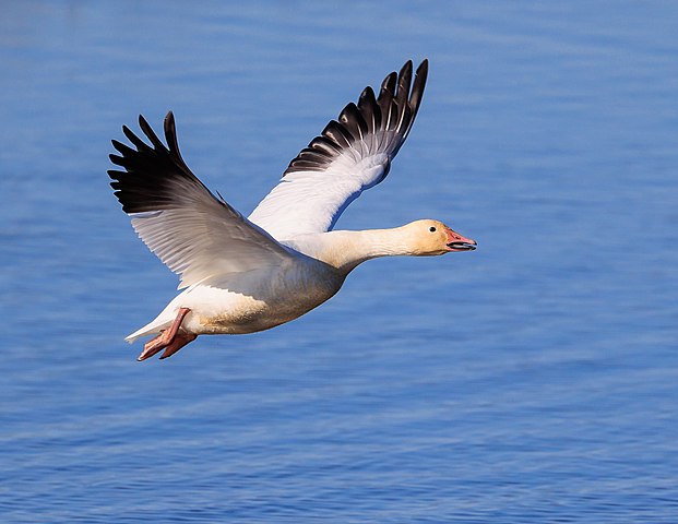 A snow goose relies on snow cover for its migration patterns