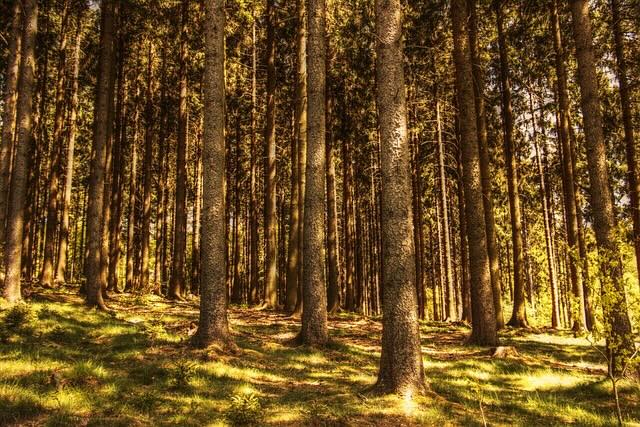 Weather-related words: Komorebi - light shining through the tree leaves