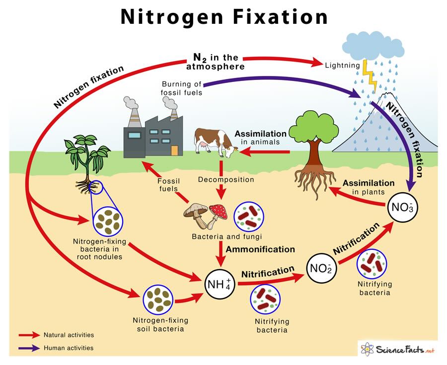 Nitrogen Fixation