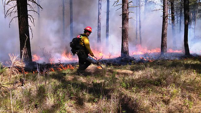 Controlled burns simulate natural lightning fires